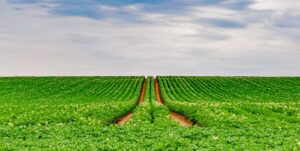 phosphate as a biostimulant