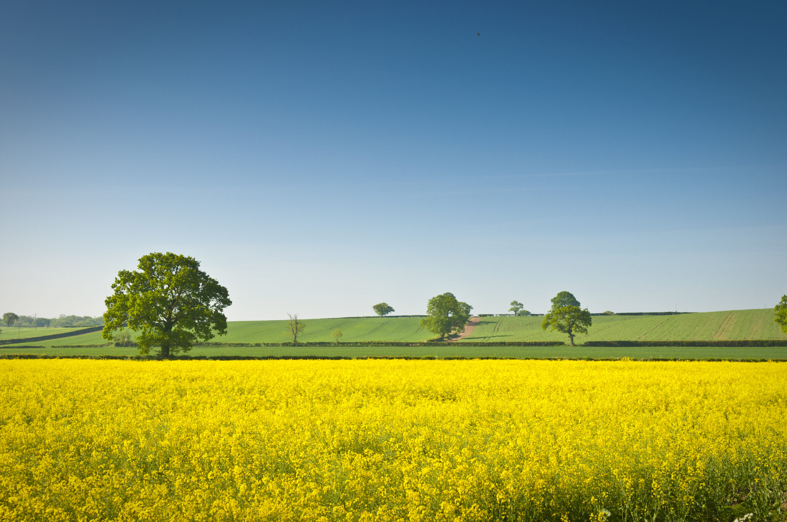 Farm in bloom