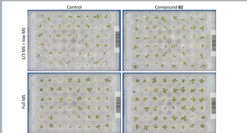 Compound 82 CKX inhibitor presented at NewAg Annual Conference