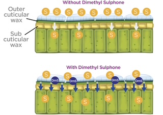 Dimethyl Sulfone