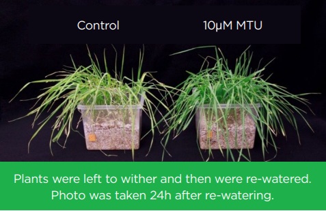 Picture of Status-treated plants and their recovery from stress when treated with MTU