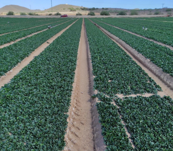 Spinach exposed to salinity stress after treatment with Status