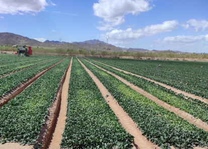 Untreated Spinach in Spain during salinity stress