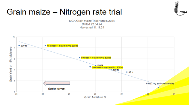 Grain maize results