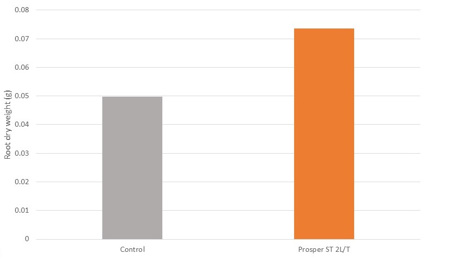 Impact of Prosper ST on root dry weight