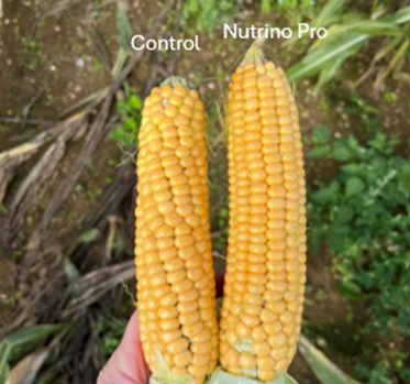 Maize crop showing impact of Nutrino Pro