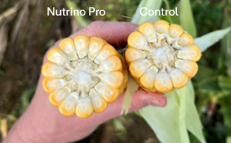Impact of Nutrino Pro on Maize