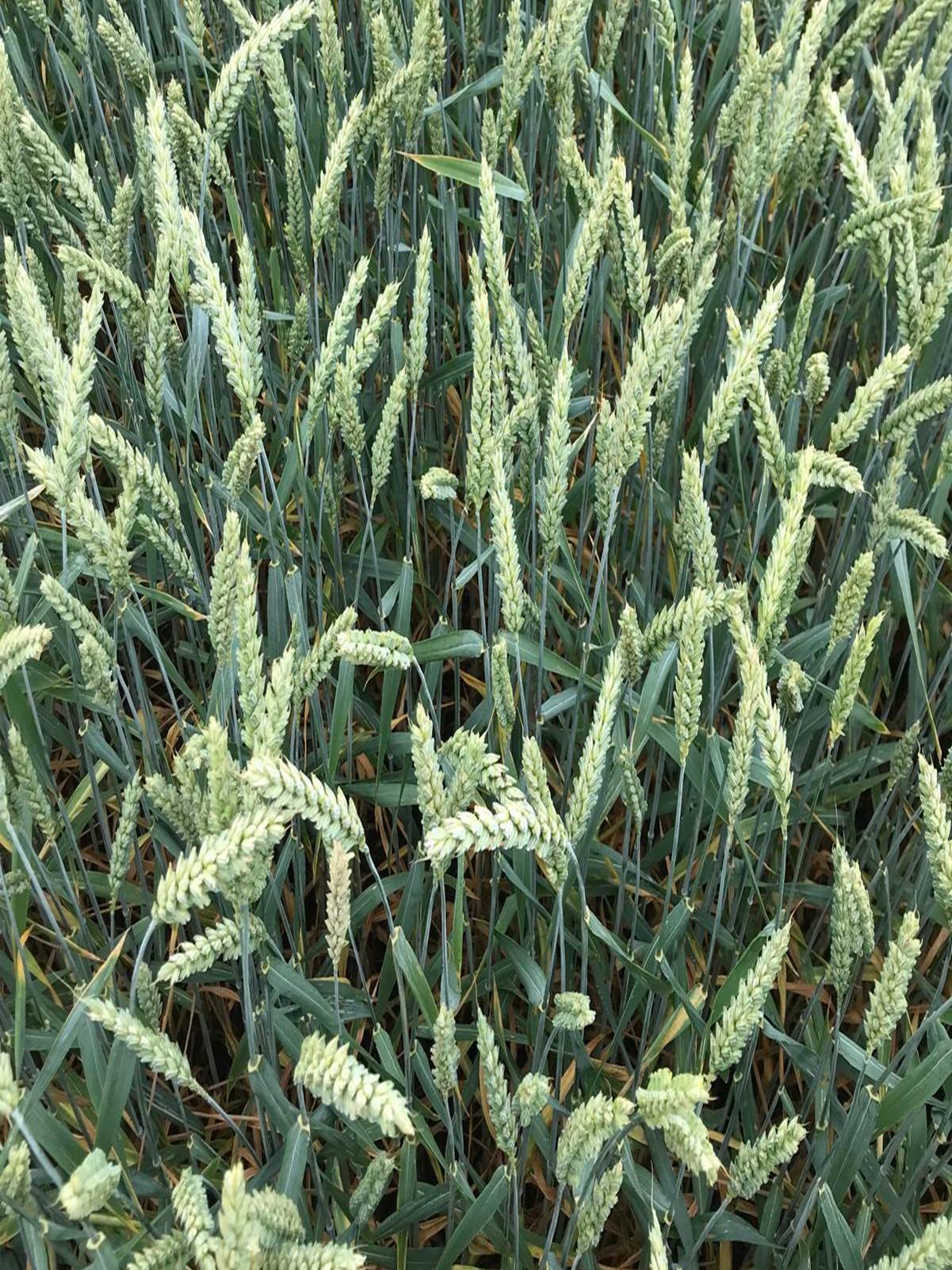 Treated winter wheat