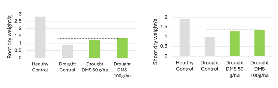 dimethyl sulphone impact in drought