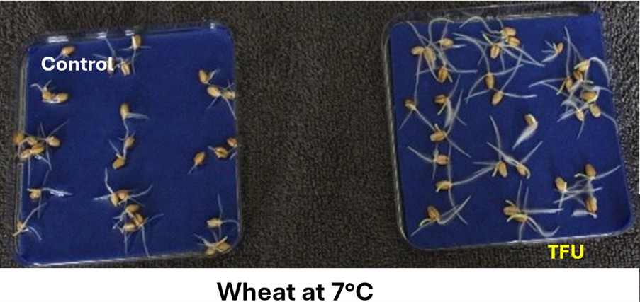 impact of TFU on wheat
