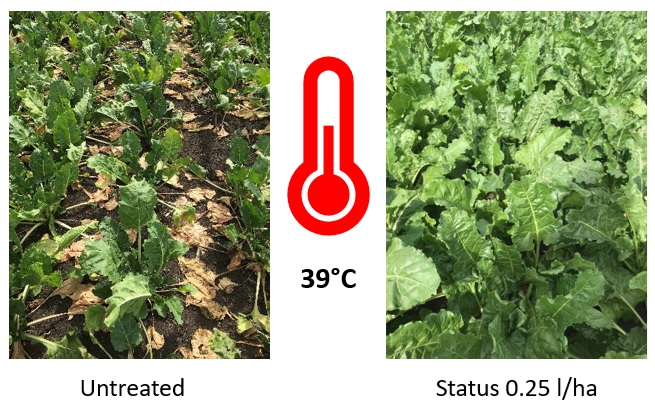 sugar beet treated versus untreated