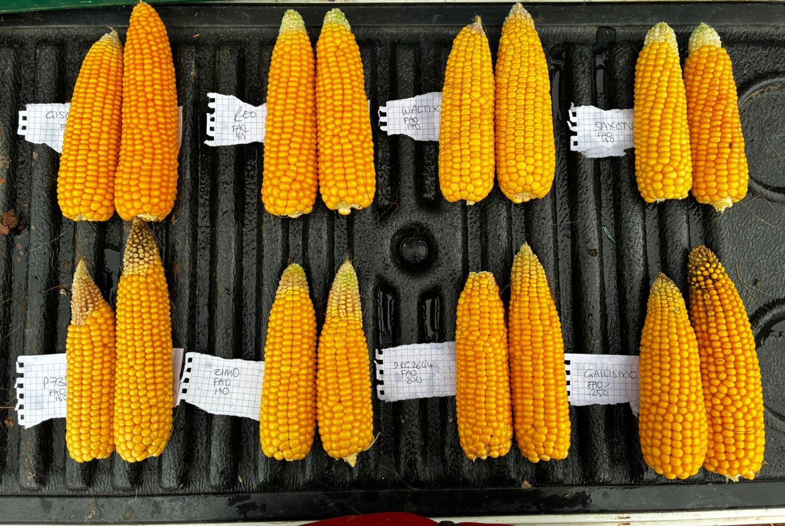heads of maize